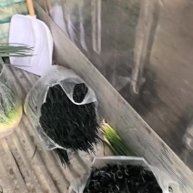 精品小葱