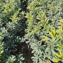 东魁杨梅美植袋苗