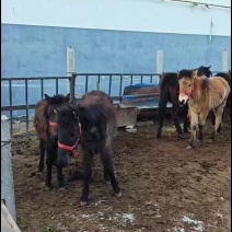 德保矮马设特兰一手货源便宜出售