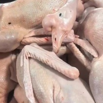 现杀老鹅