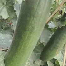 海南黑皮冬瓜