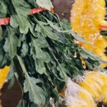 广州菊花全国发货