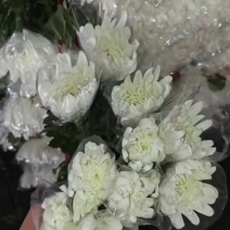 广州菊花全国发货