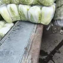 精品大白菜继续走货中