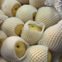大量出库个品种梨！雪青！黄冠！秋月！等