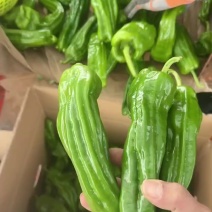 广东鲜辣椒芜湖椒/薄皮椒