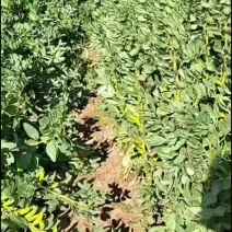 鲜蚕豆