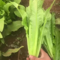 精品油麦，价格美丽，各种蔬菜，产地直销。