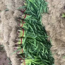 红根蒜苗