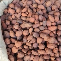 【有惊喜】草果味道浓郁颗粒饱满一手货源产地发