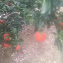 纽荷尔脐橙