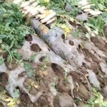批发白萝卜