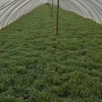 湖北省阳新县宝塔湖芦蒿