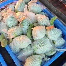 白心番石榴，白果芭乐