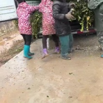 大量批发各种规格油茶苗自产自销基地直发