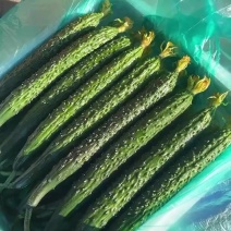 鲜花密刺黄瓜大量有货