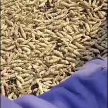 螺丝菜玉环宝塔菜