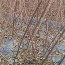 神仙豆腐树苗斑鸠豆腐树苗基地直供量大