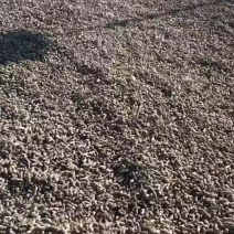 带壳花生黑花生精品花生自有万亩花生种植基地