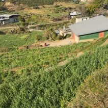 攀枝花豌豆中豌6号