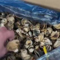 香螺肉