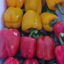 精品彩椒
