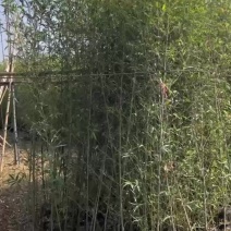 罗汉竹