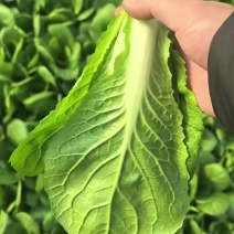 【热门推荐】山东奶白菜小青菜快菜新鲜直供全国，现摘速抢！