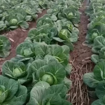 甘蓝
