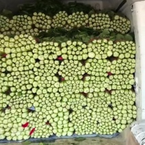 邯郸精品小白菜大量有货质量好价格低。有需要的老板联系了