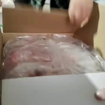 厂家一级鸽子