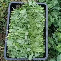 贵州高山豌豆尖