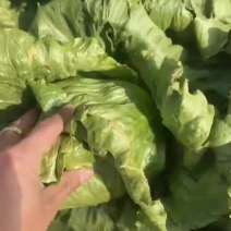 精品球生菜🥬