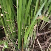 石菖蒲种苗，根茎