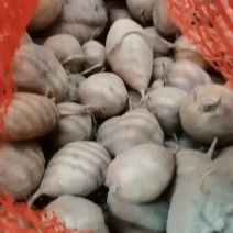 罗汉参