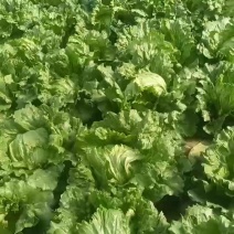 球生菜（团生菜）