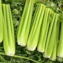 河南鹿邑精品西芹，产地直发，颜色好，质量保证，可视频看货