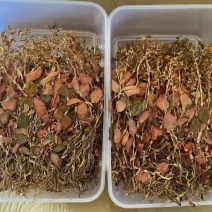 红霞金线莲开花干品种植户直发价格优惠欢迎下单品尝