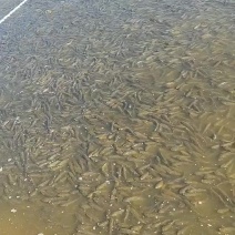 湖南衡阳本地草魚苗