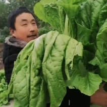 炮青菜