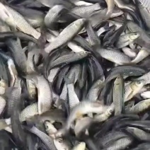 草鱼苗