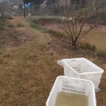 遂宁安居售各种鱼