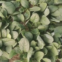 河南菠菜