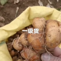 卖沙姜