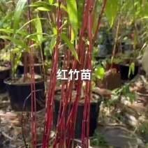 红竹苗