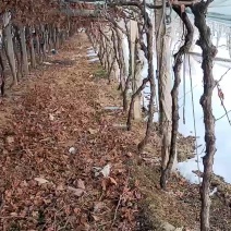 蓝宝石葡萄树5年的，有要的联系我
