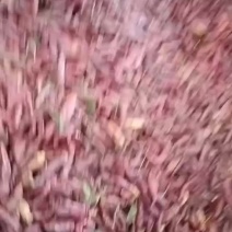 检皮，辣椒