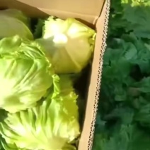 意大利生菜，生菜，生菜球，球生菜，蔬菜，叶菜