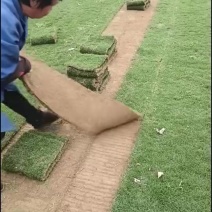 马尼拉草坪草皮基地直销