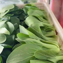 精品上海青小颗中颗大颗